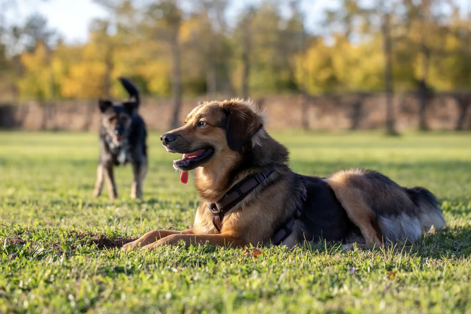 Paulchens-Hundeschule / Hunde-und Tierfotografie - Hundetraining und Fotografie - Hunden