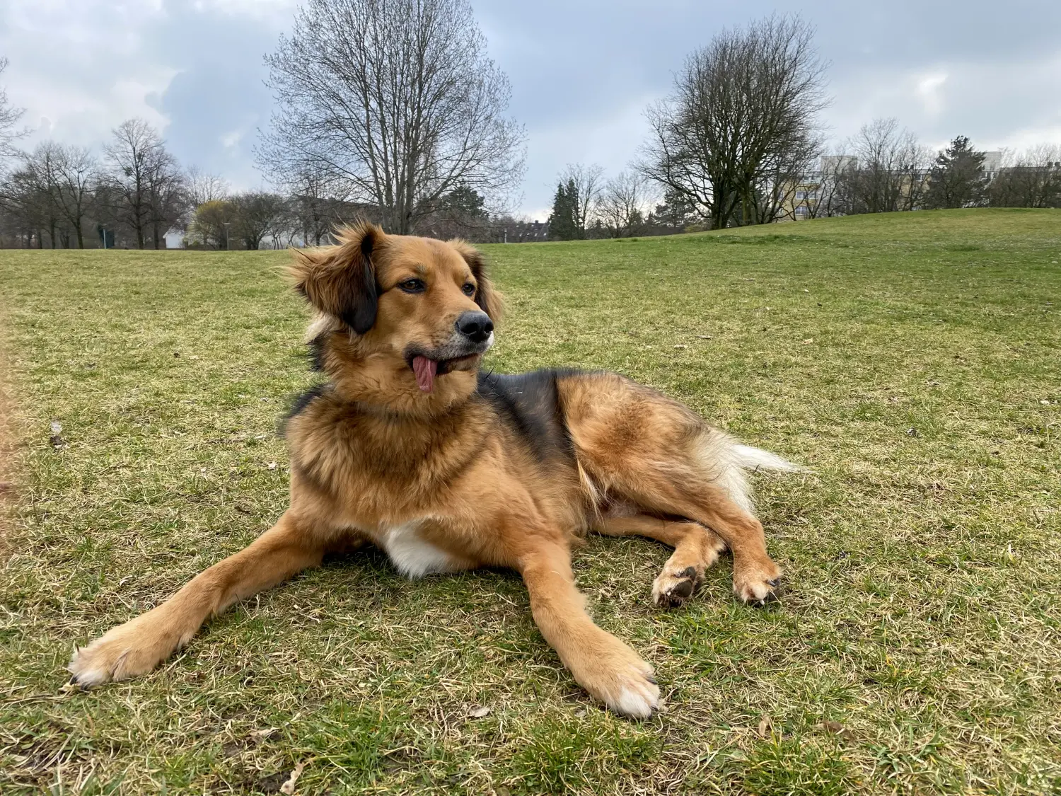 Paulchens-Hundeschule / Hunde-und Tierfotografie - Hundetraining und Fotografie - Hund