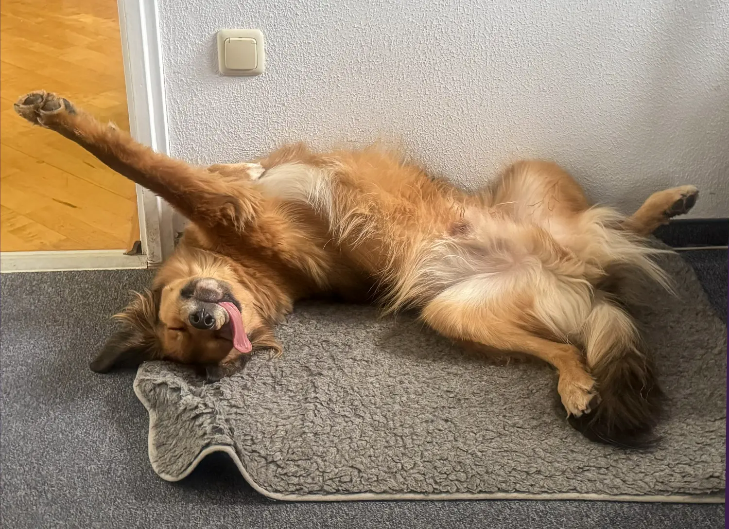 Paulchens-Hundeschule / Hunde-und Tierfotografie - Hundetraining und Fotografie - Hund