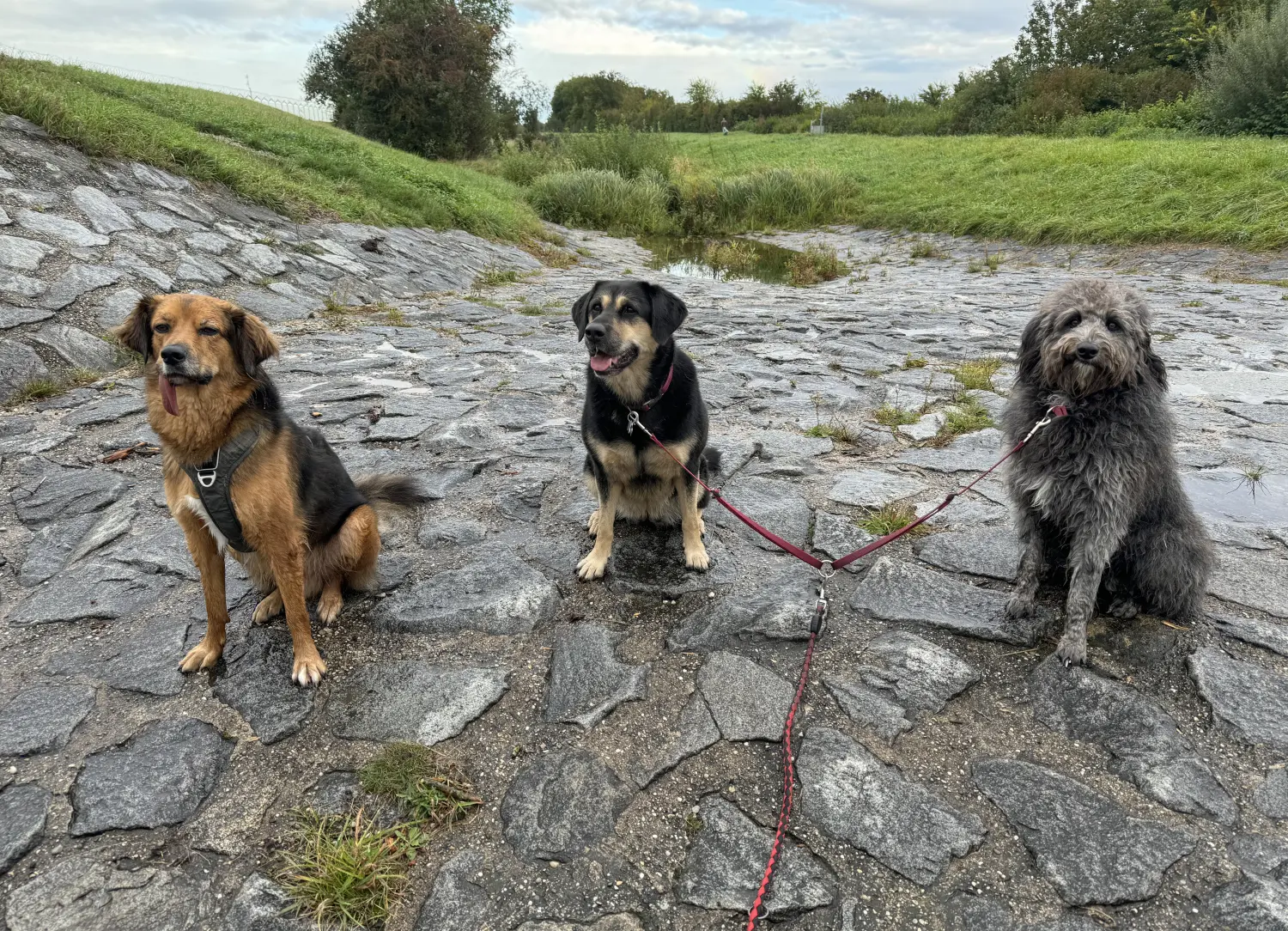 Paulchens-Hundeschule / Hunde-und Tierfotografie - Hundetraining und Fotografie - Hunden
