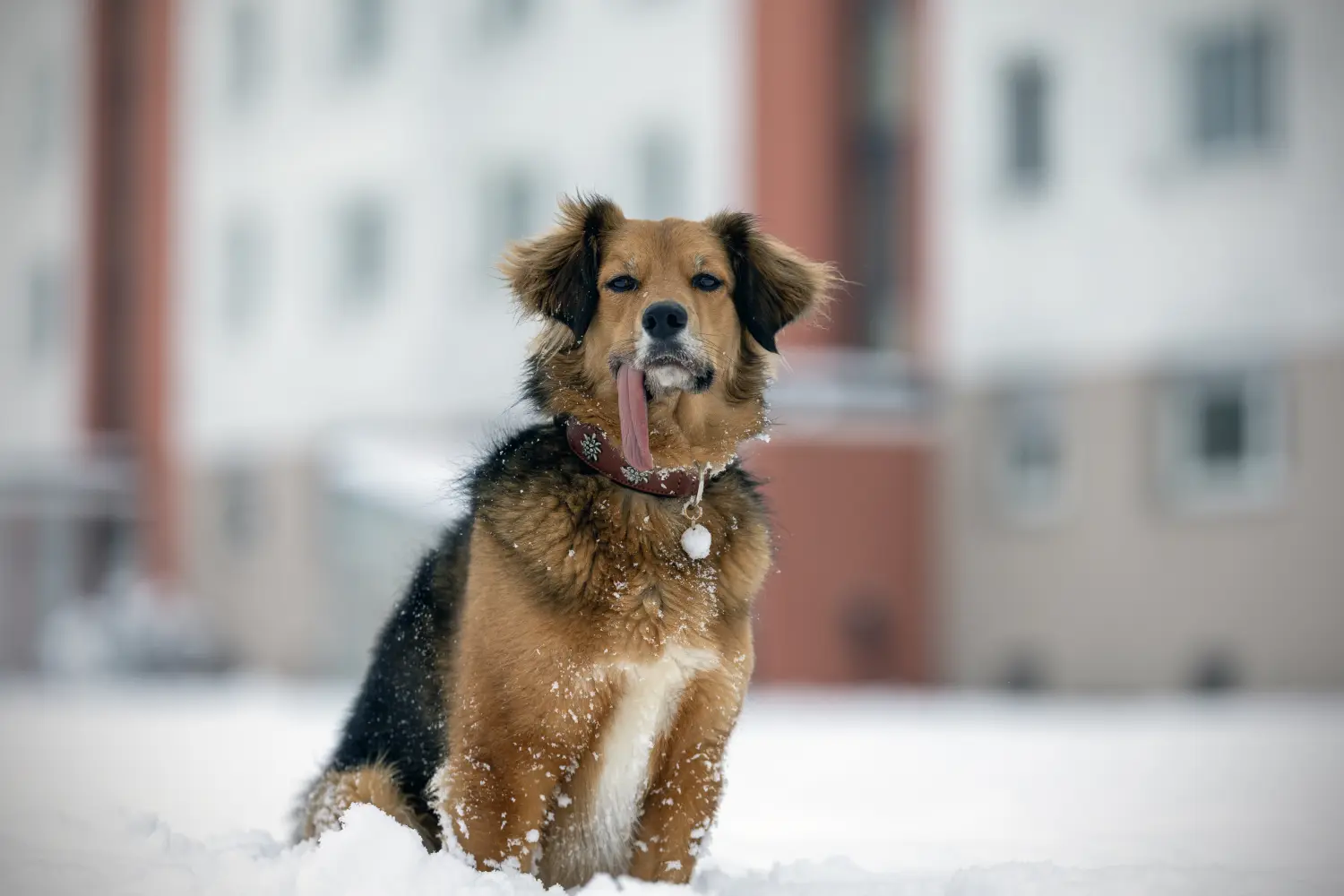 Paulchens-Hundeschule / Hunde-und Tierfotografie - Hundetraining und Fotografie - Hund im verschneiten Wald