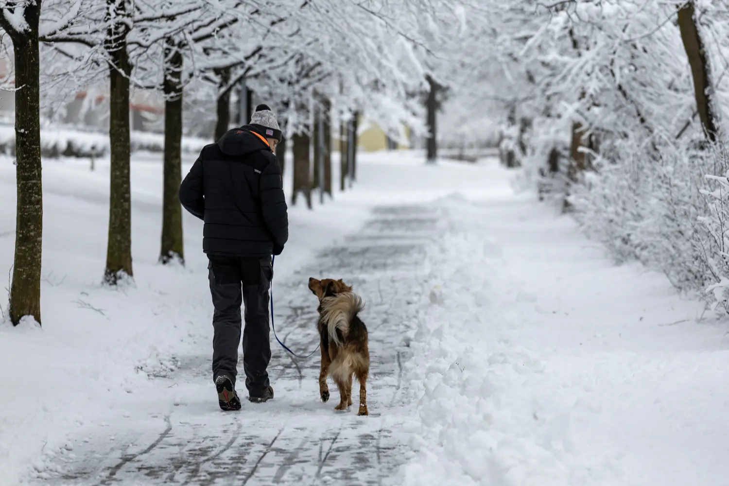 Paulchens_Hundeschule / Hunde-und Tierfotografie - Hundetraining und Fotografie - Ralf Willing geht mit den Hunden spazieren