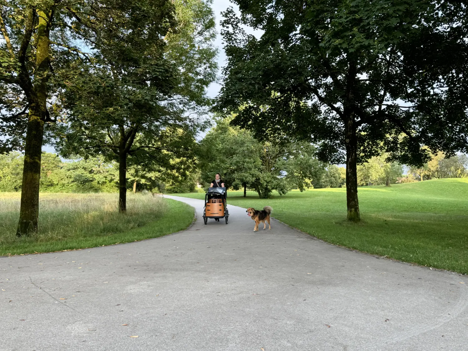 Paulchens_Hundeschule / Hunde-und Tierfotografie - Hundetraining und Fotografie - Ein gepflasterter Parkweg, gesäumt von üppigen grünen Bäumen. Eine Person fährt mit einem Lastenrad, daneben ein braun-weißer Hund.