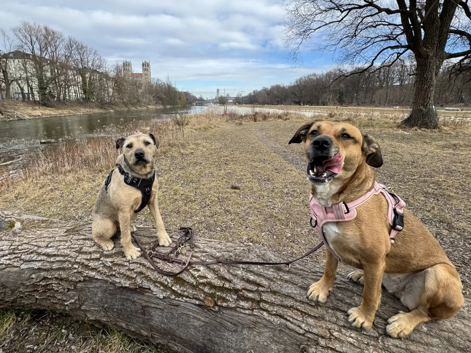Paulchens_Hundeschule / Hunde-und Tierfotografie - Hundetraining und Fotografie - Hunden