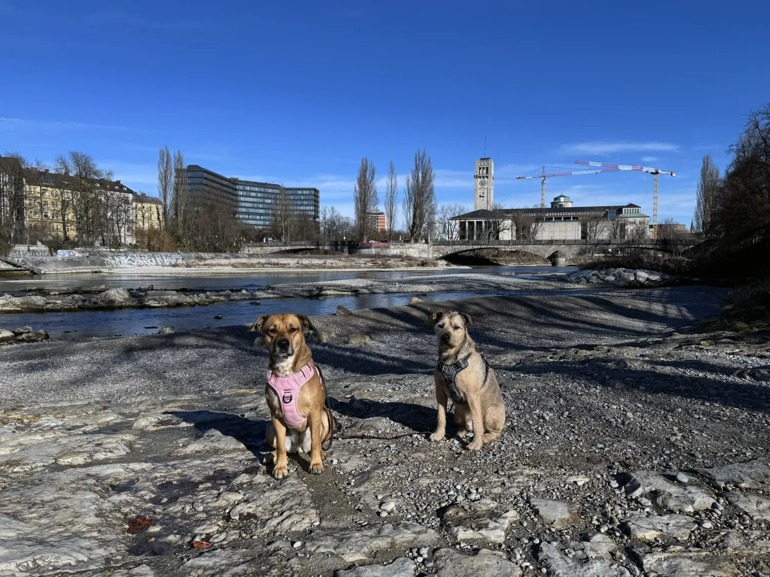 Paulchens_Hundeschule / Hunde-und Tierfotografie - Hundetraining und Fotografie - Hunden