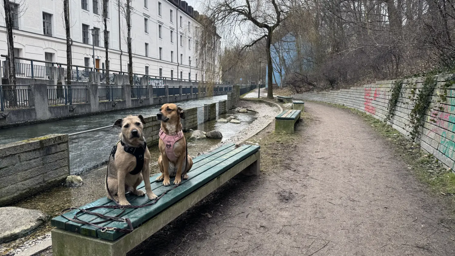 Paulchens_Hundeschule / Hunde-und Tierfotografie - Hundetraining und Fotografie - Hunden