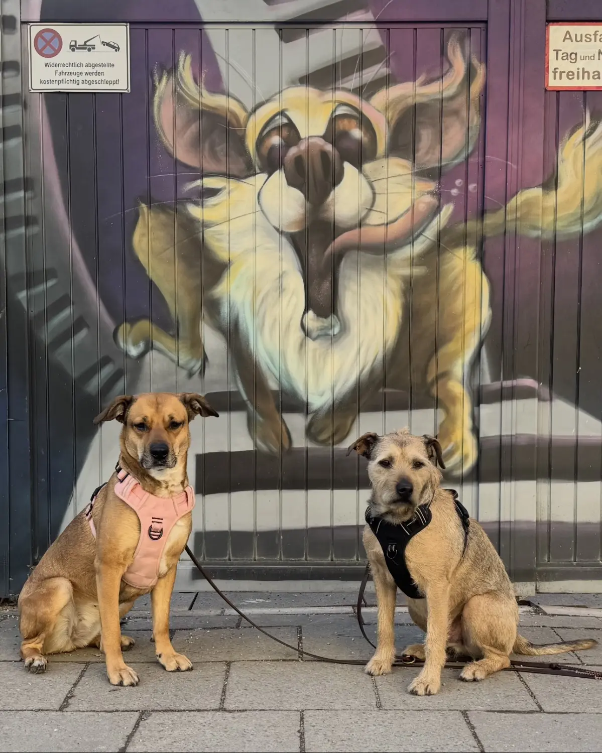 Paulchens_Hundeschule / Hunde-und Tierfotografie - Hundetraining und Fotografie - Hunden