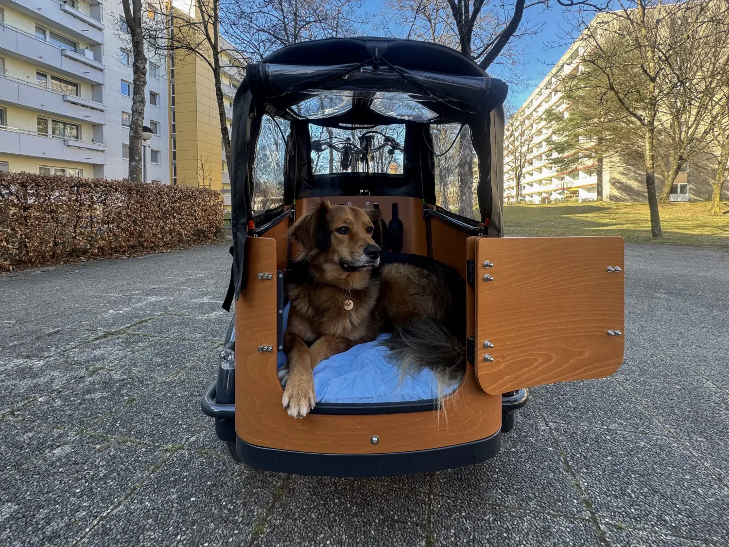 Ein gepflasterter Parkweg, gesäumt von üppig grünen Bäumen. Ein Hund auf einem Lastenrad.