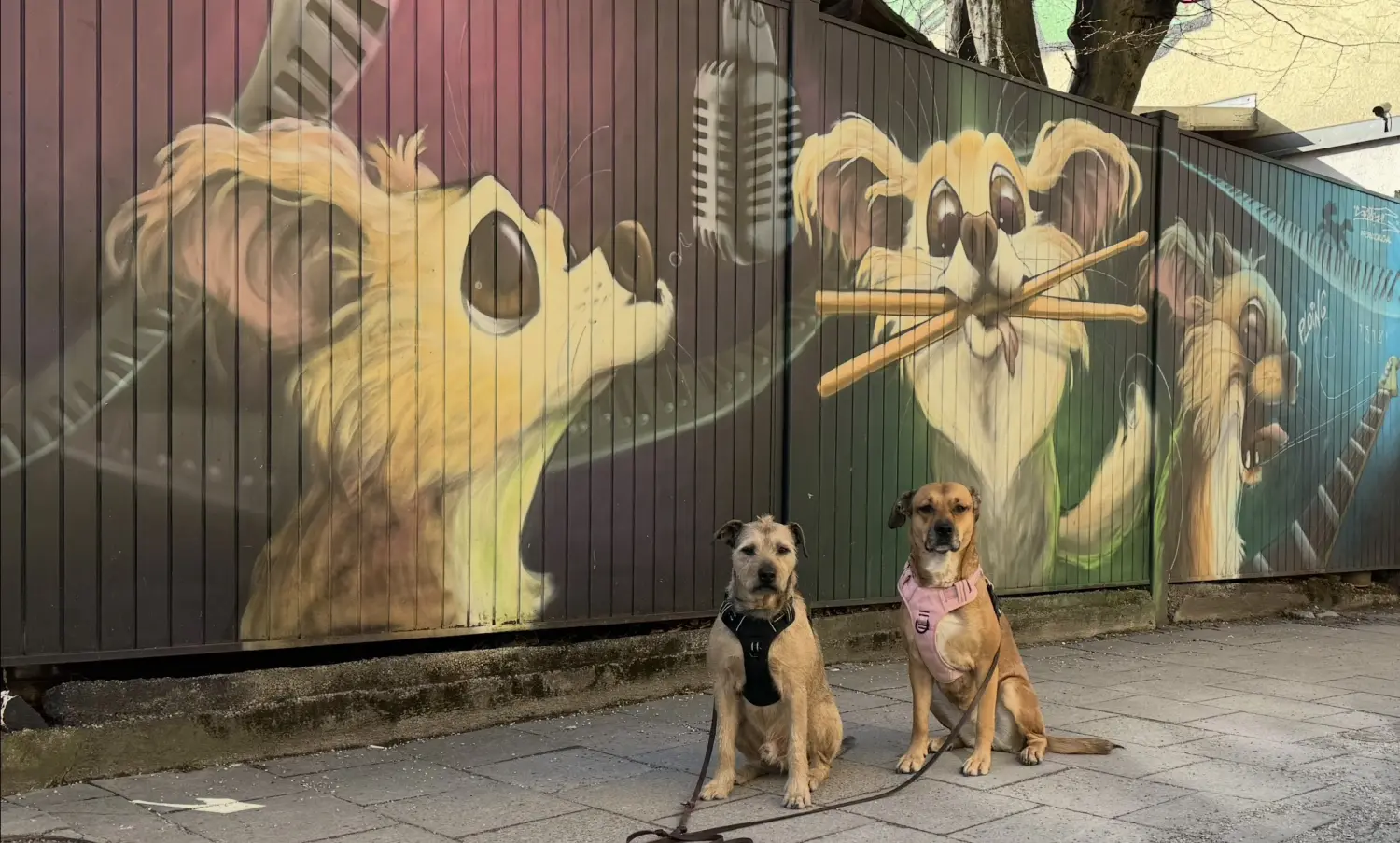 Paulchens_Hundeschule / Hunde-und Tierfotografie - Hundetraining und Fotografie - Hunden