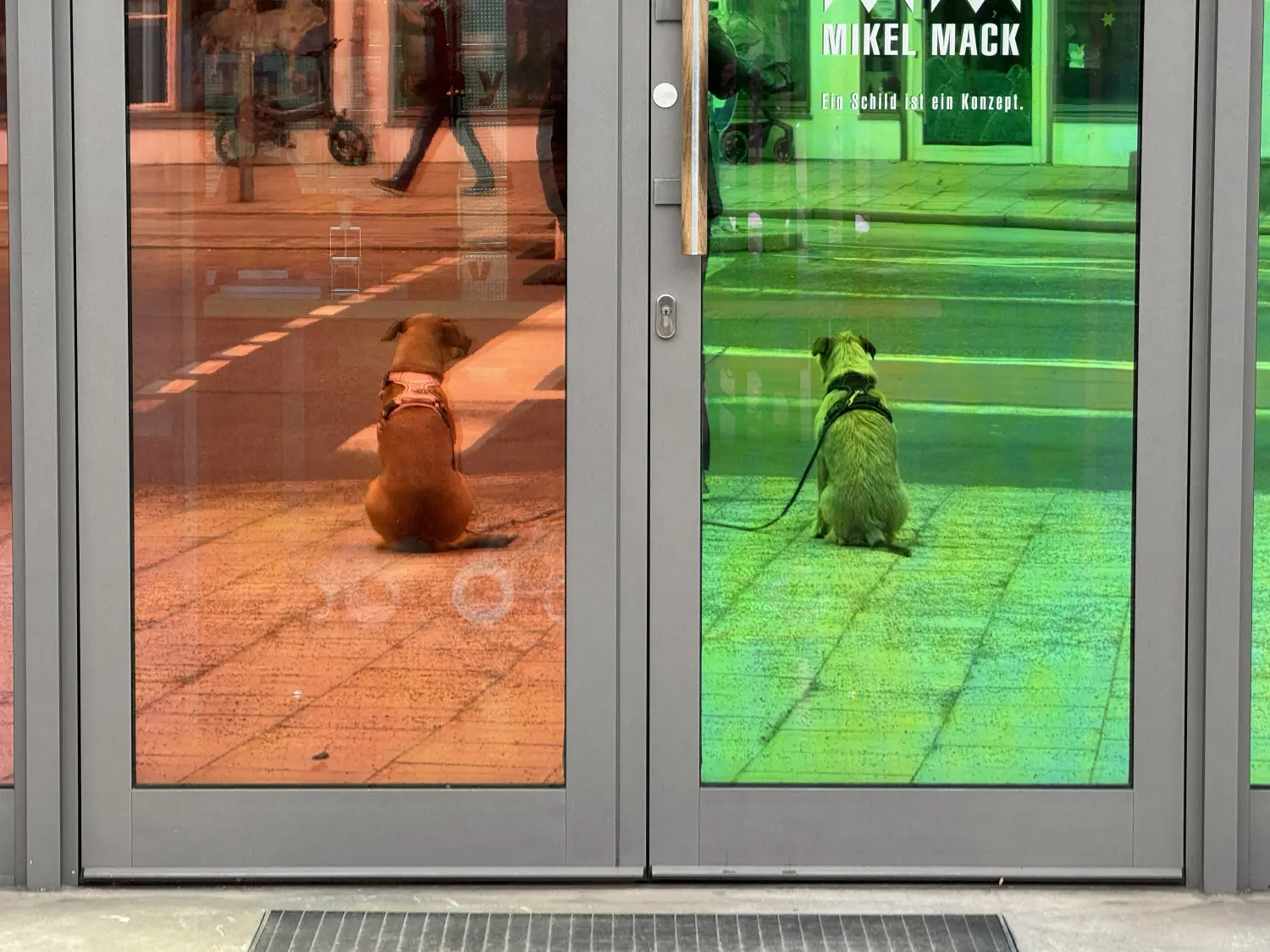 Paulchens_Hundeschule / Hunde-und Tierfotografie - Hundetraining und Fotografie - Hunden