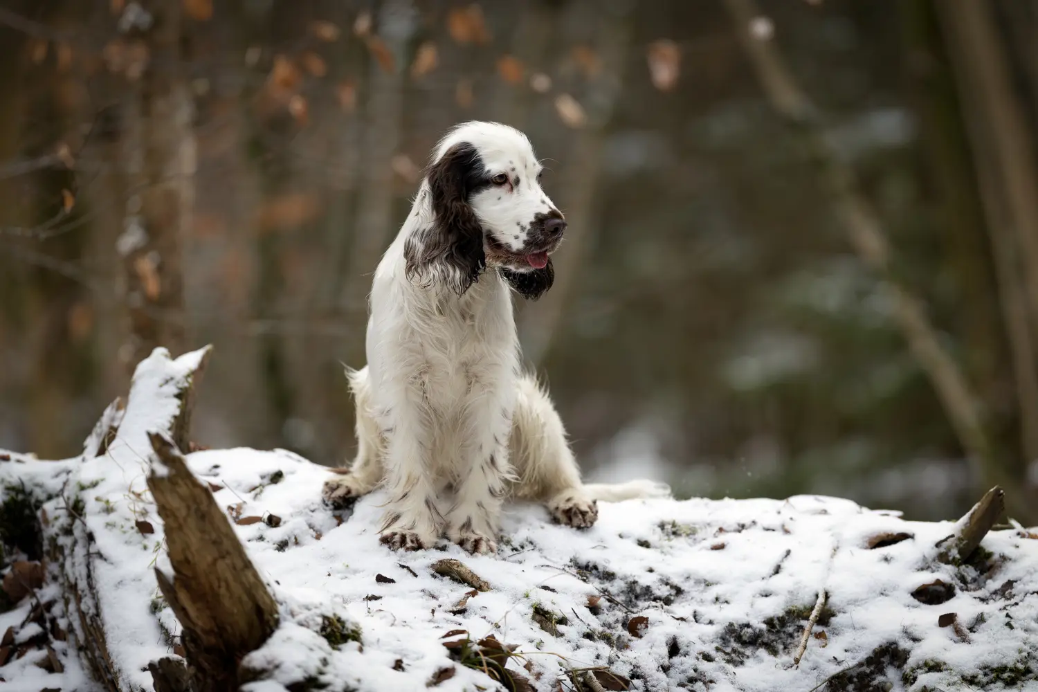 Paulchens-Hundeschule / Hunde-und Tierfotografie - Hundetraining und Fotografie - Ein flauschiger, weiß-schwarzer Hund sitzt auf einem schneebedeckten Baumstamm im Wald.