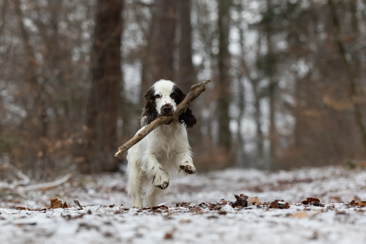 Paulchens-Hundeschule / Hunde-und Tierfotografie - Hundetraining und Fotografie - Hund im verschneiten Wald