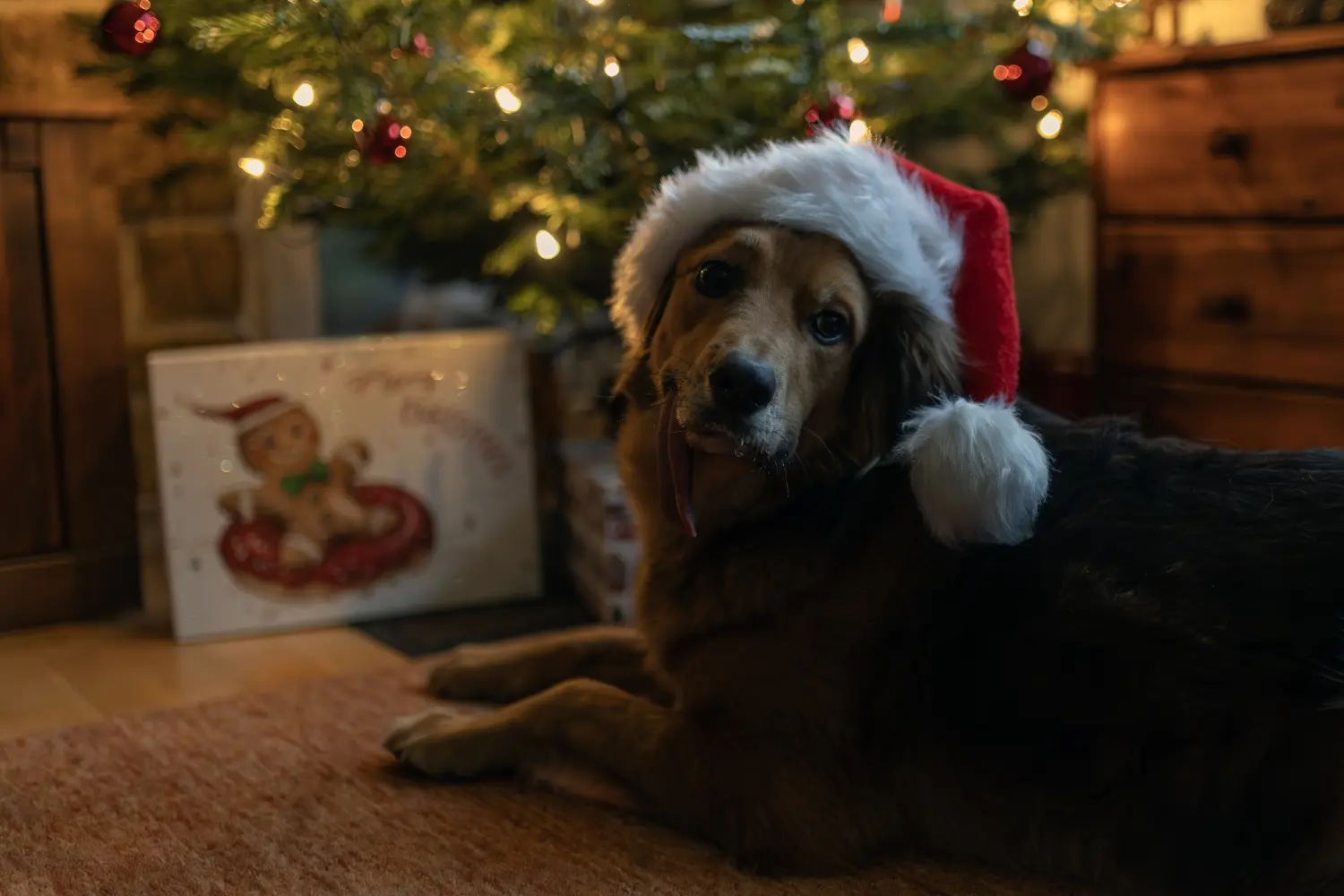 Paulchens-Hundeschule / Hunde-und Tierfotografie - Hundetraining und Fotografie - Derselbe Hund mit Weihnachtsmannmütze vor einem Weihnachtsbaum.