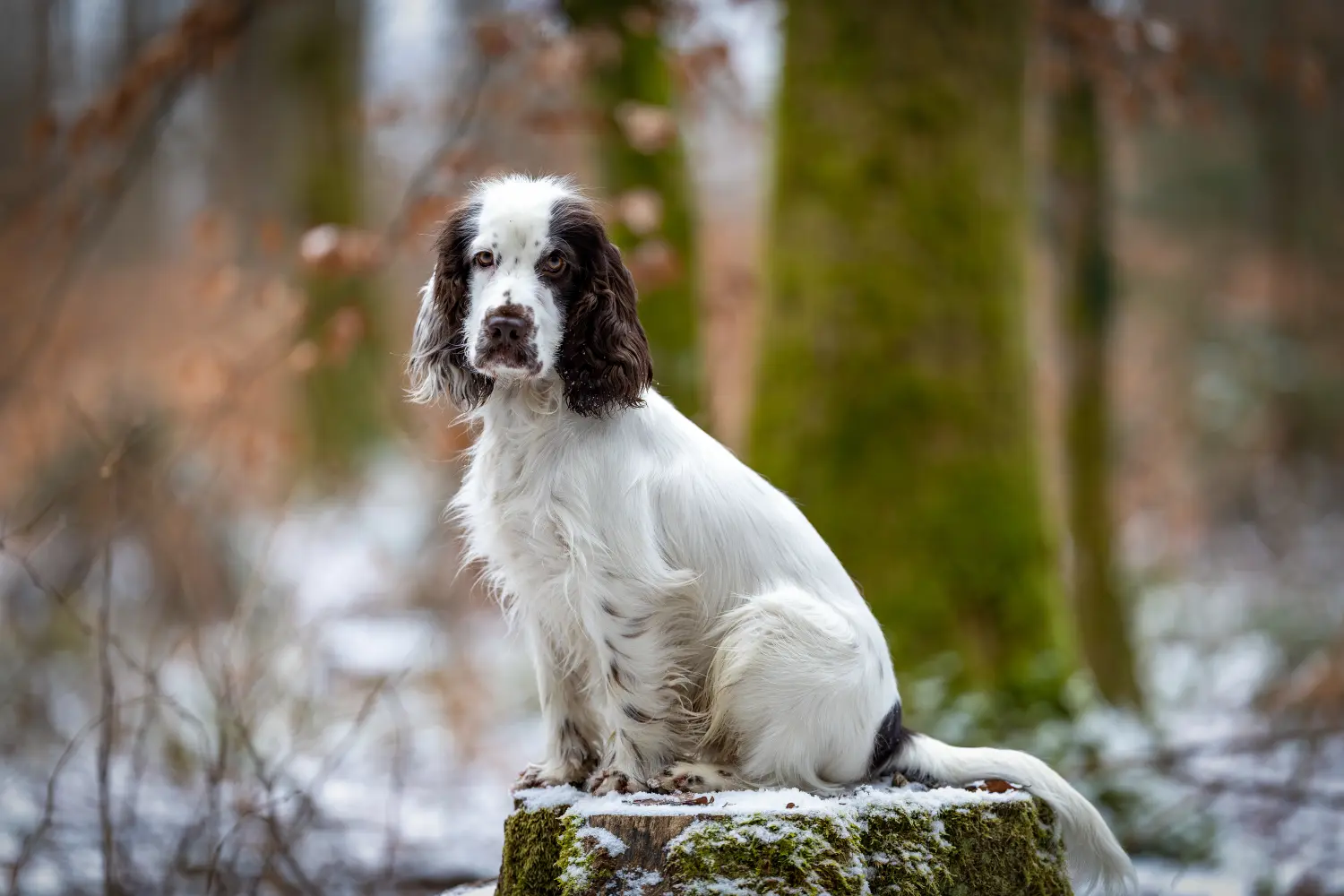 Paulchens-Hundeschule / Hunde-und Tierfotografie - Hundetraining und Fotografie - Hund im verschneiten Wald