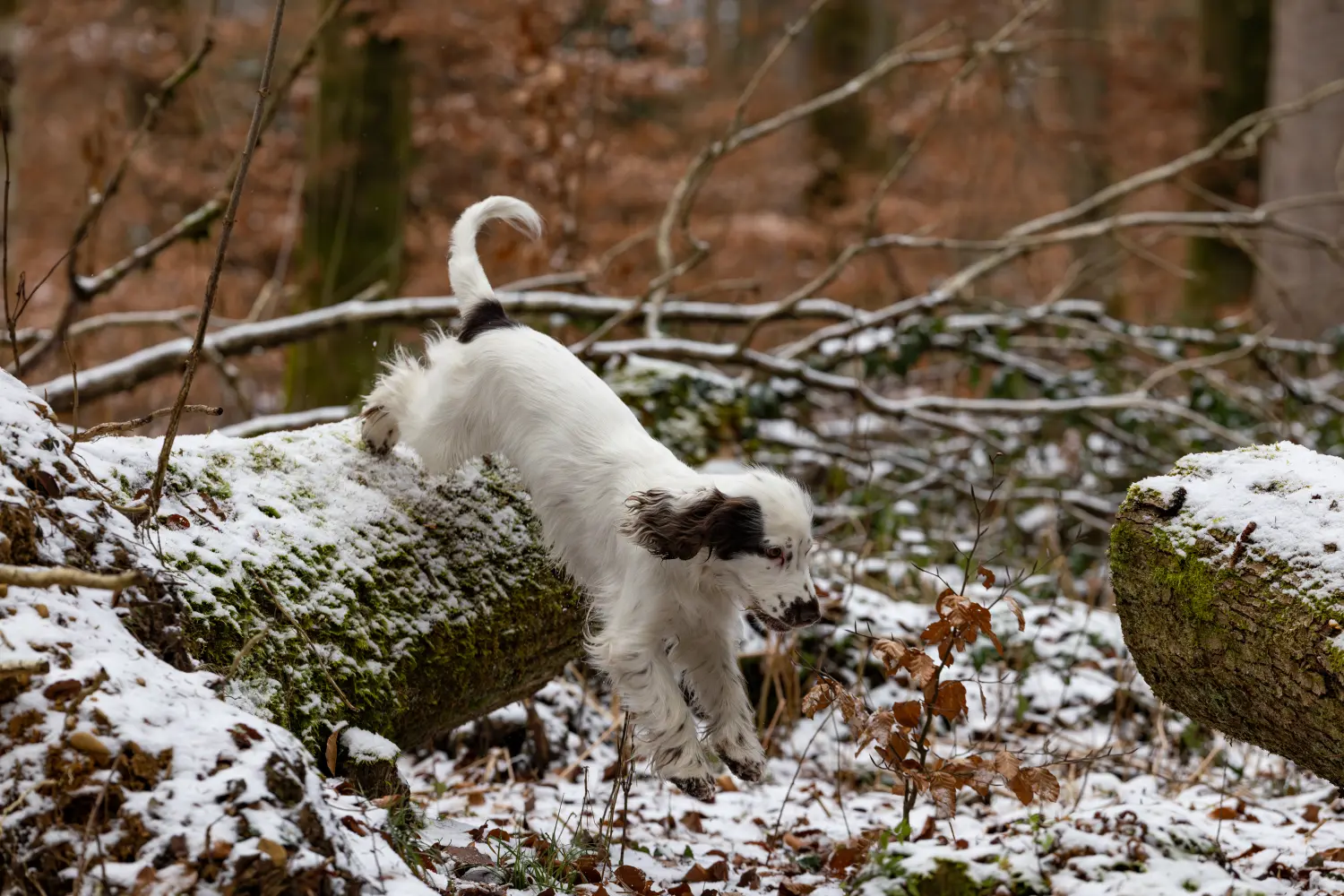 Paulchens-Hundeschule / Hunde-und Tierfotografie - Hundetraining und Fotografie - Hund im verschneiten Wald