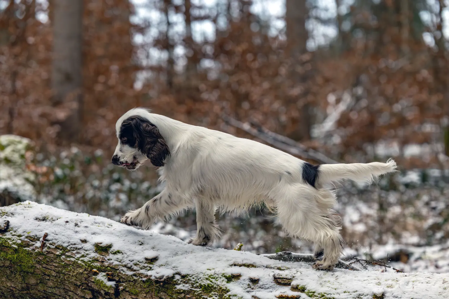 Paulchens-Hundeschule / Hunde-und Tierfotografie - Hundetraining und Fotografie - Hund im verschneiten Wald