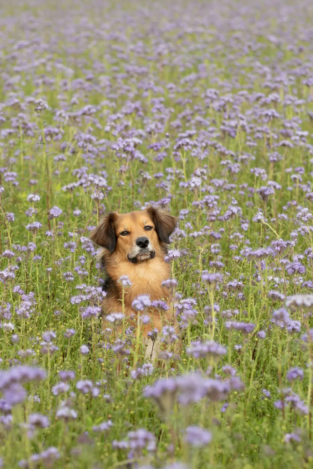 Paulchens-Hundeschule / Hunde-und Tierfotografie - Hundetraining und Fotografie - Ein Hund sitzt in einem Feld mit lila Blumen.