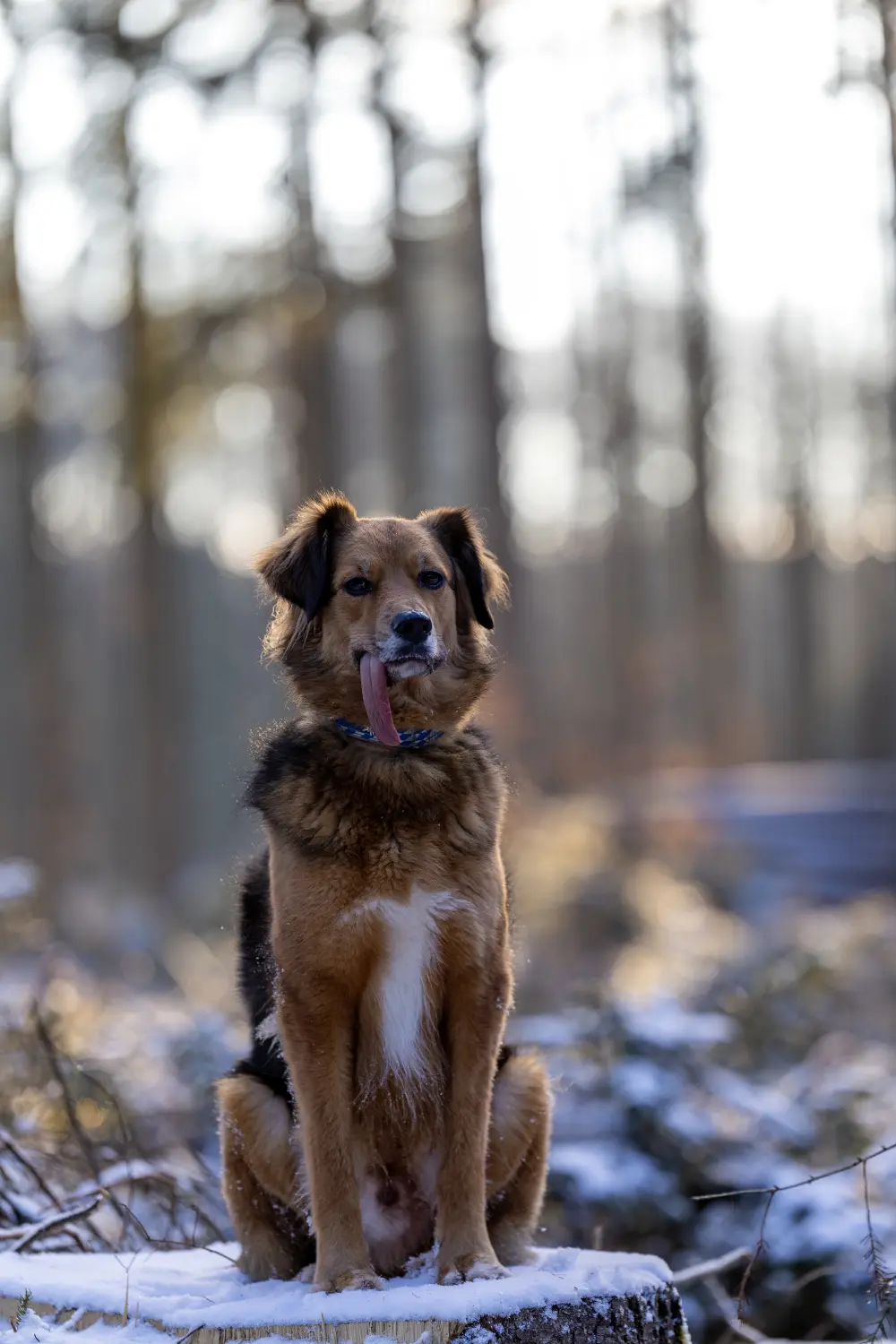 Paulchens-Hundeschule / Hunde-und Tierfotografie - Hundetraining und Fotografie - Hund im verschneiten Wald