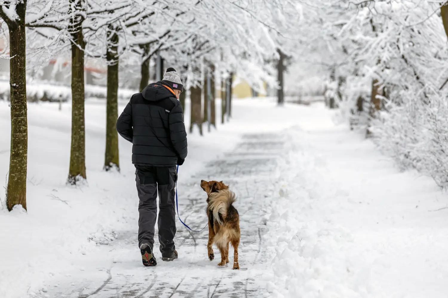 Paulchens-Hundeschule / Hunde-und Tierfotografie - Hundetraining und Fotografie - Eine Person, die mit einem Hund im Schnee spazieren geht.