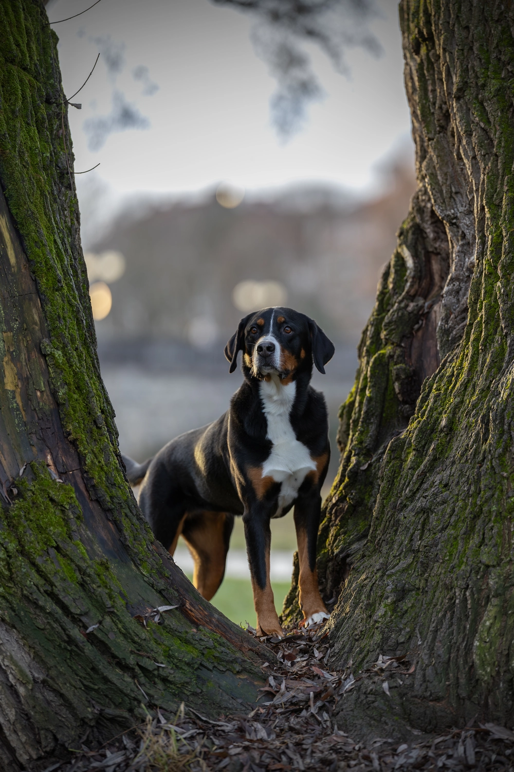 Paulchens-Hundeschule / Hunde-und Tierfotografie - Hundetraining und Fotografie - Hund im verschneiten Wald