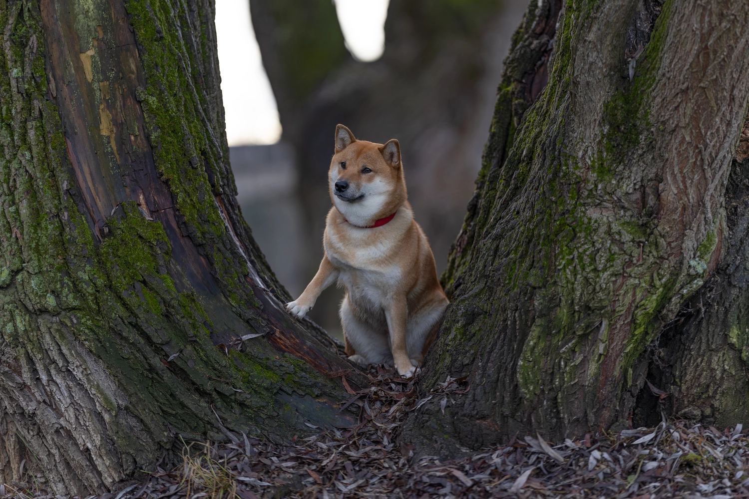 Paulchens-Hundeschule / Hunde-und Tierfotografie - Hundetraining und Fotografie - Hund im verschneiten Wald
