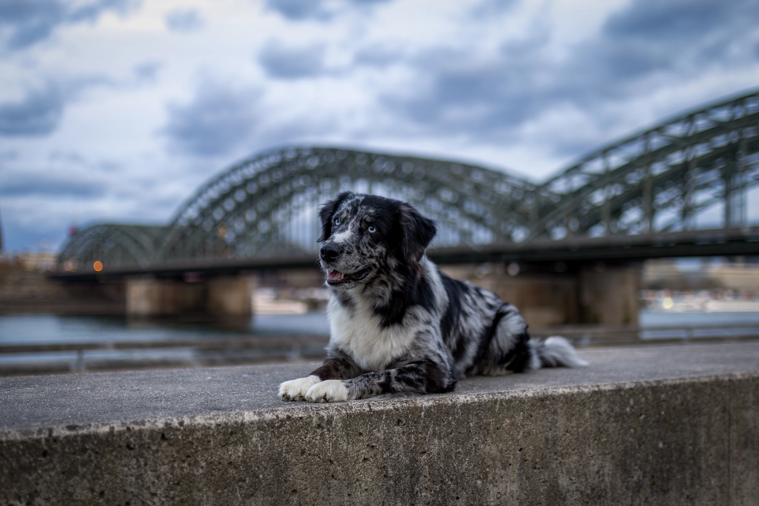 Paulchens-Hundeschule / Hunde-und Tierfotografie - Hundetraining und Fotografie - Hund im verschneiten Wald