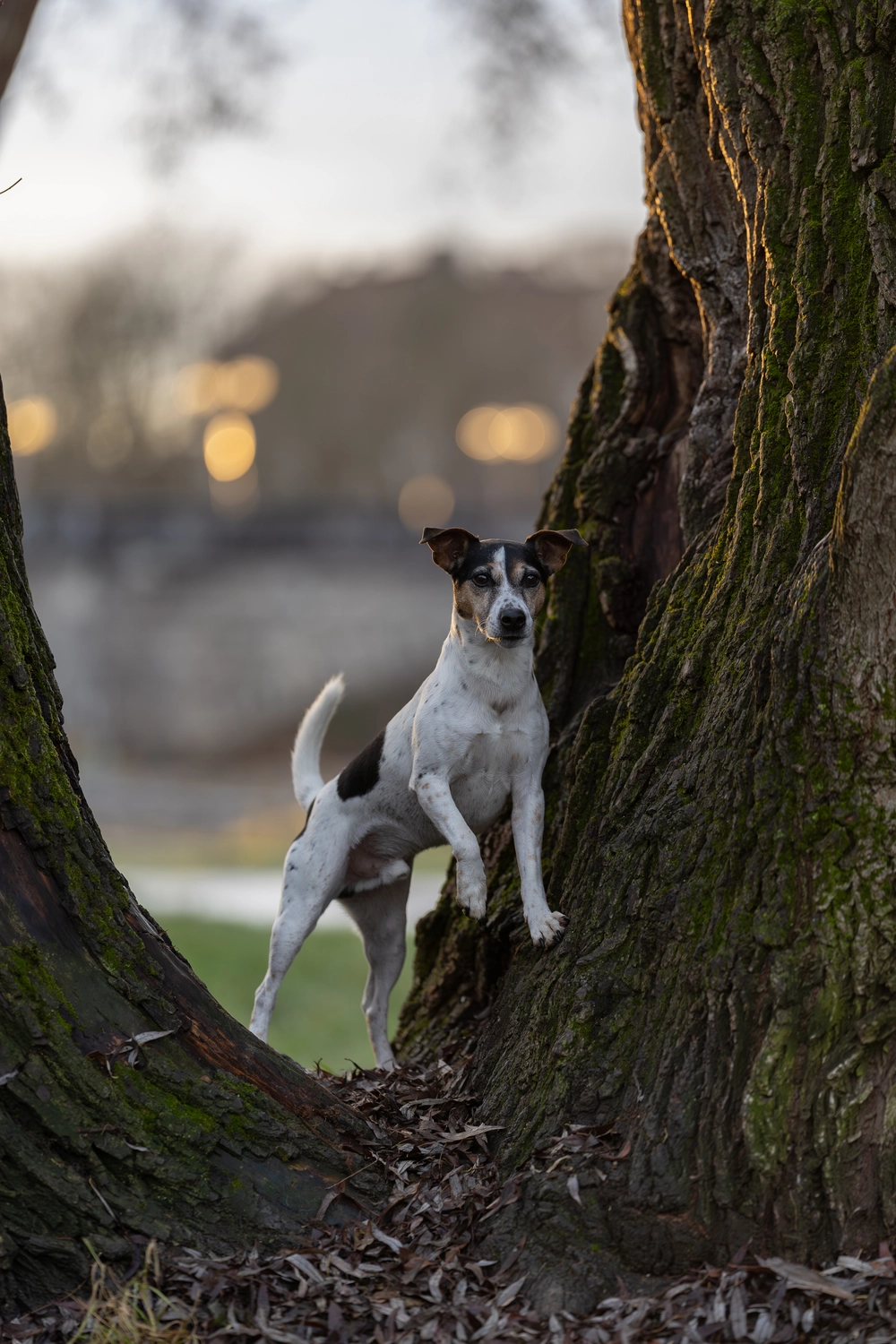 Paulchens-Hundeschule / Hunde-und Tierfotografie - Hundetraining und Fotografie - Hund im verschneiten Wald