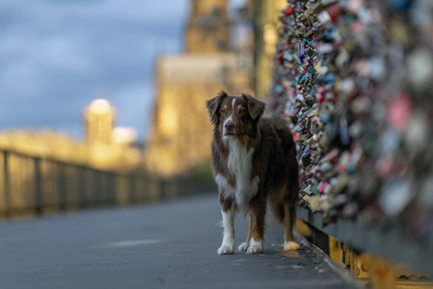 Paulchens-Hundeschule / Hunde-und Tierfotografie - Hundetraining und Fotografie - Hund im verschneiten Wald