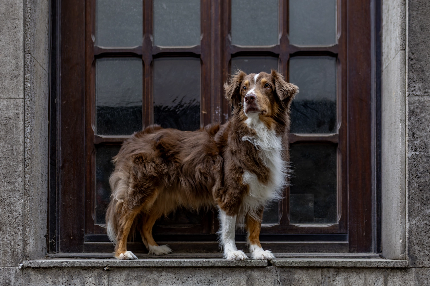 Paulchens-Hundeschule / Hunde-und Tierfotografie - Hundetraining und Fotografie - Hund im verschneiten Wald