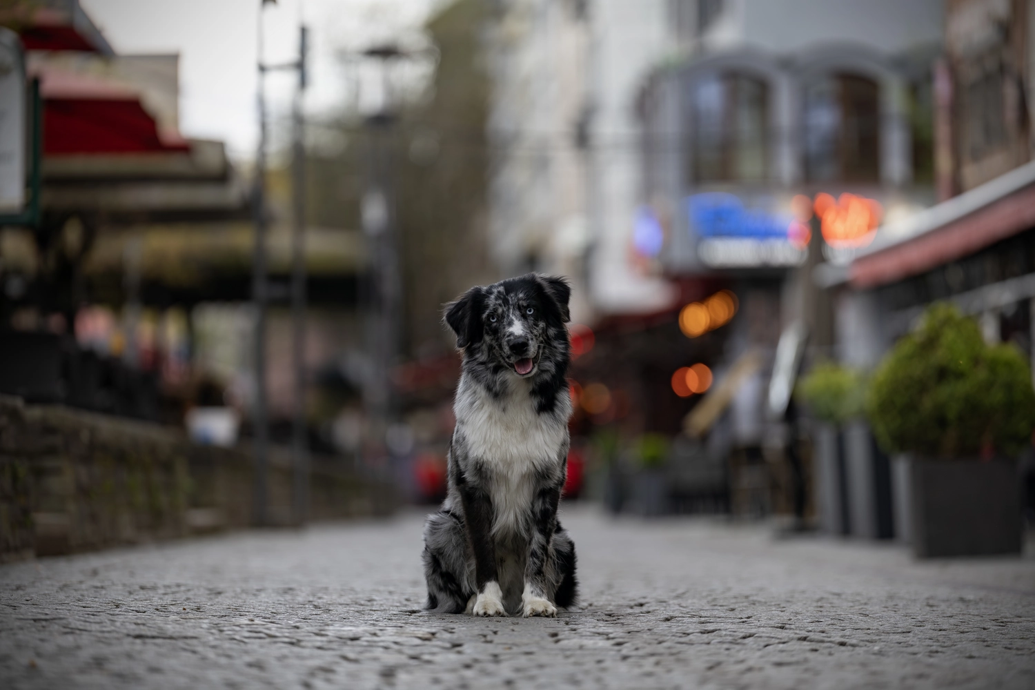 Paulchens-Hundeschule / Hunde-und Tierfotografie - Hundetraining und Fotografie - Hund im verschneiten Wald