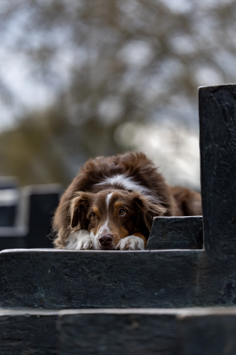 Paulchens-Hundeschule / Hunde-und Tierfotografie - Hundetraining und Fotografie - Hund im verschneiten Wald