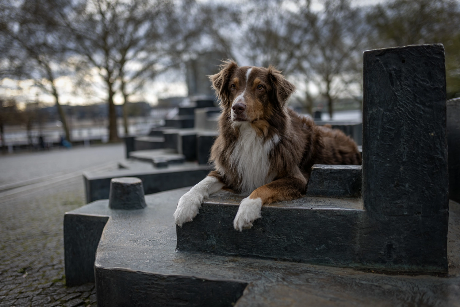 Paulchens-Hundeschule / Hunde-und Tierfotografie - Hundetraining und Fotografie - Hund im verschneiten Wald
