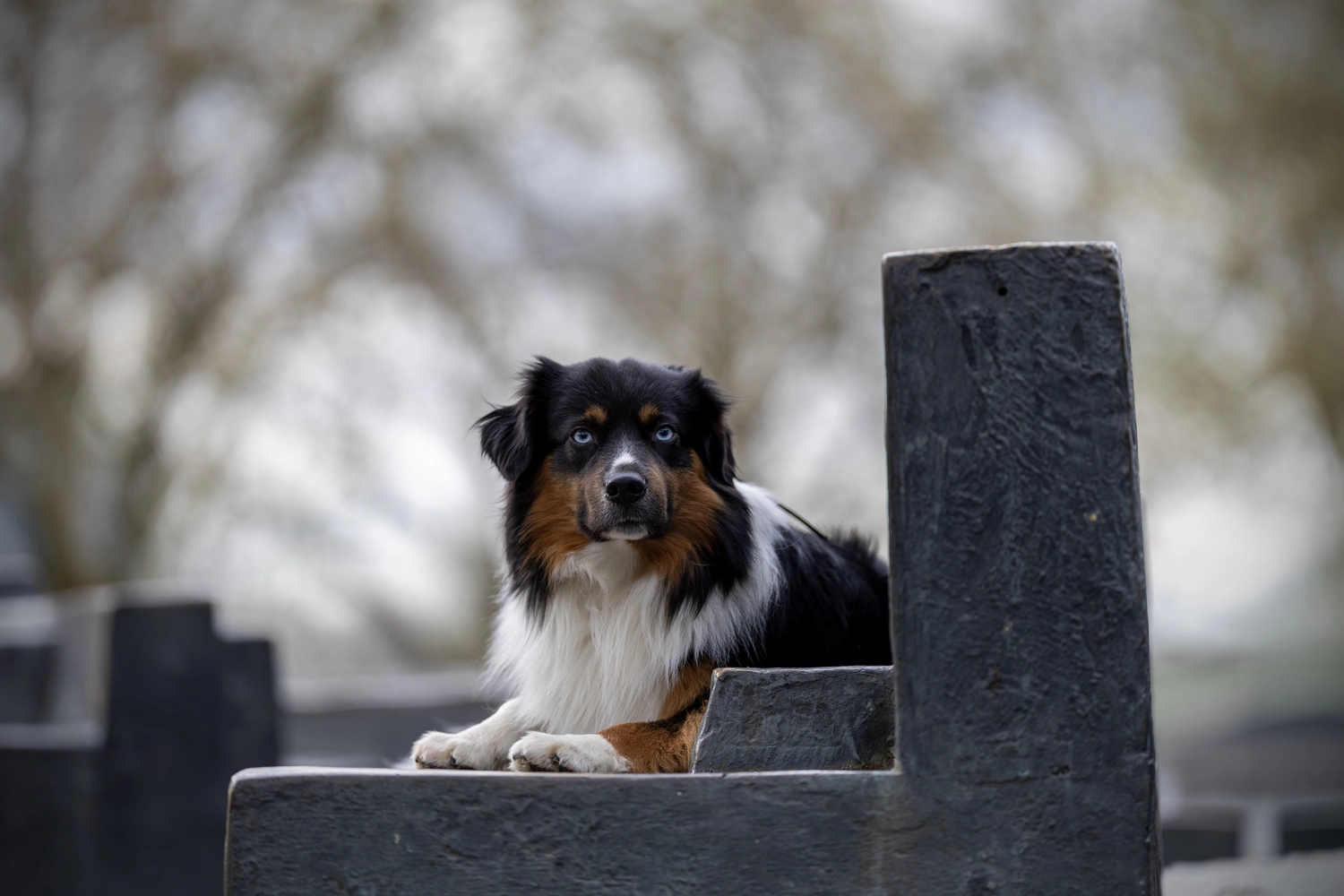 Paulchens-Hundeschule / Hunde-und Tierfotografie - Hundetraining und Fotografie - Hund im verschneiten Wald