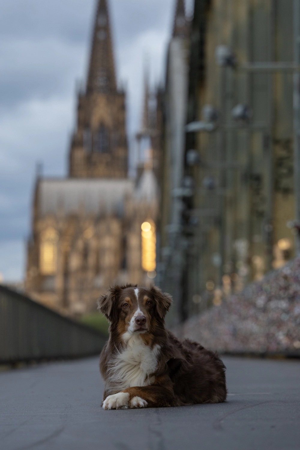 Paulchens-Hundeschule / Hunde-und Tierfotografie - Hundetraining und Fotografie - Hund im verschneiten Wald