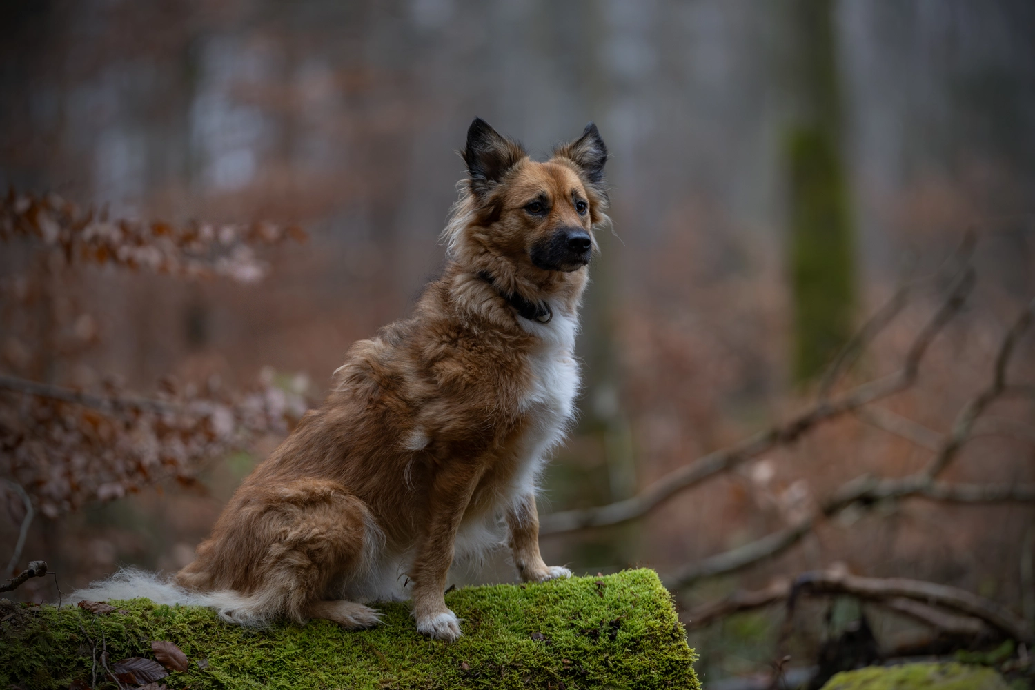 Paulchens-Hundeschule / Hunde-und Tierfotografie - Hundetraining und Fotografie - Hund im verschneiten Wald