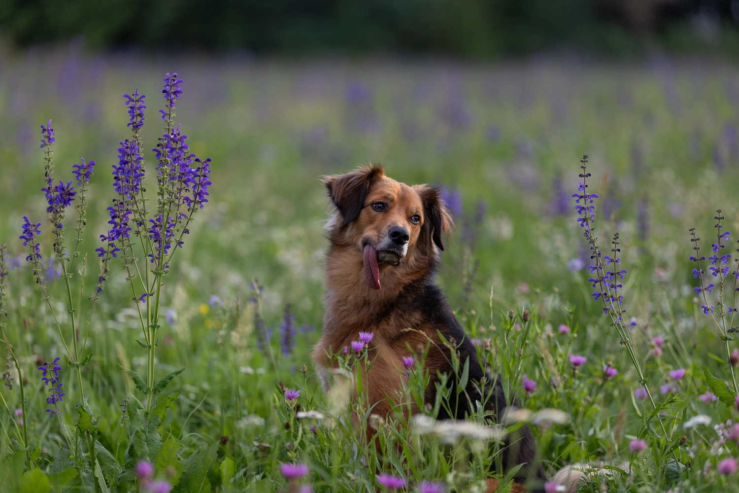 Paulchens-Hundeschule / Hunde-und Tierfotografie - Hundetraining und Fotografie - Hund im verschneiten Wald