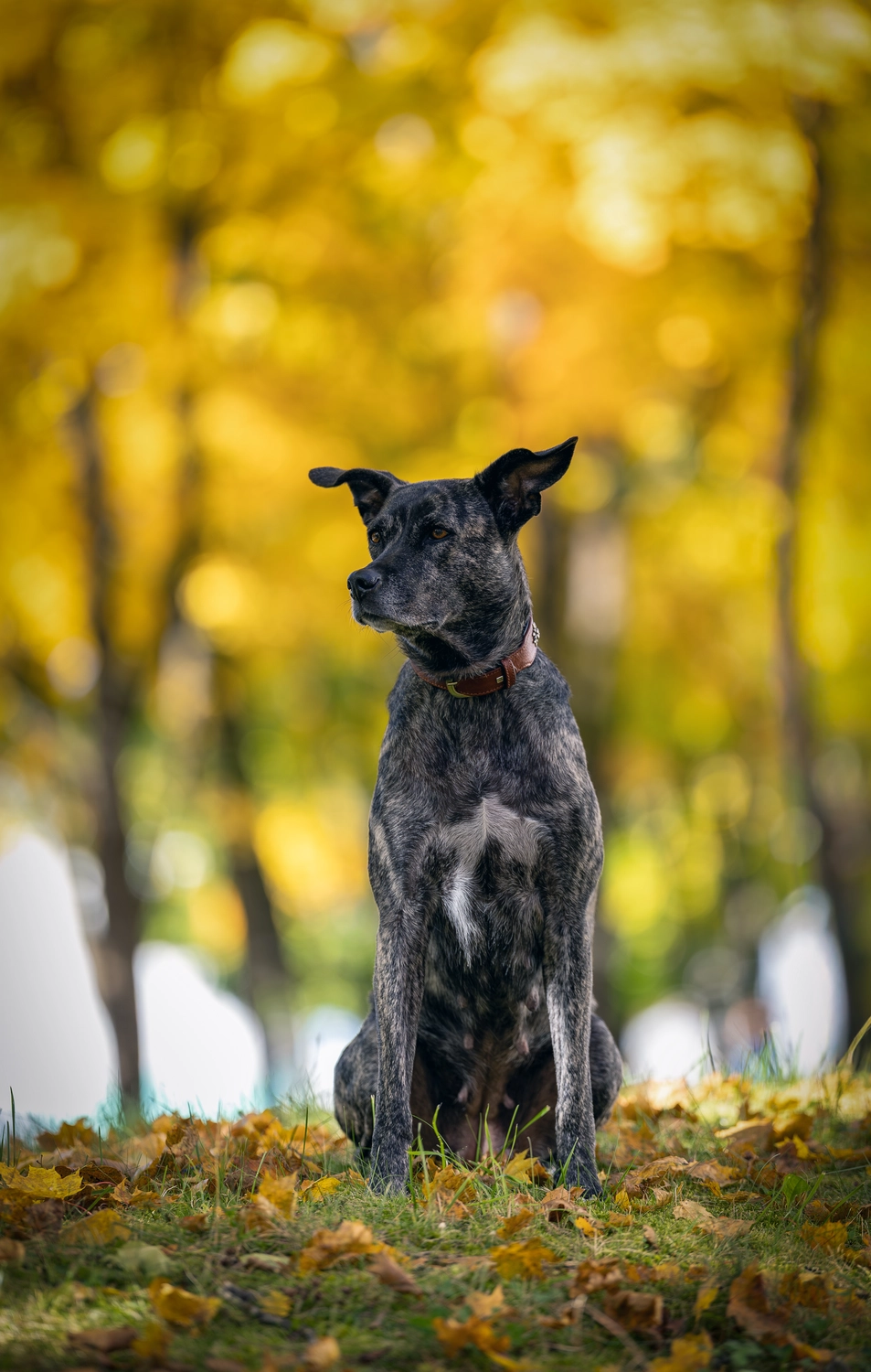 Paulchens-Hundeschule / Hunde-und Tierfotografie - Hundetraining und Fotografie - Hund im verschneiten Wald