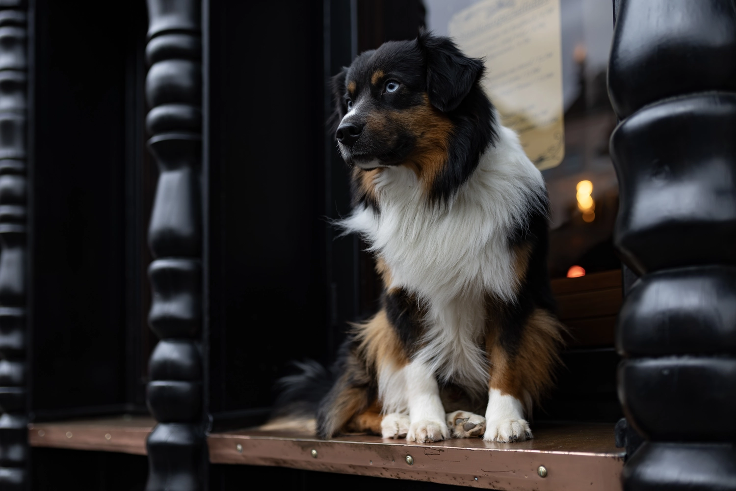 Paulchens-Hundeschule / Hunde-und Tierfotografie - Hundetraining und Fotografie - Hund im verschneiten Wald