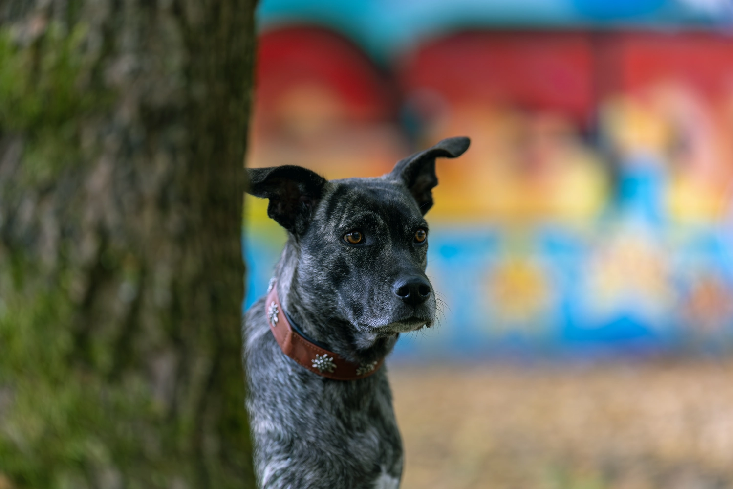 Paulchens-Hundeschule / Hunde-und Tierfotografie - Hundetraining und Fotografie - Hund im verschneiten Wald