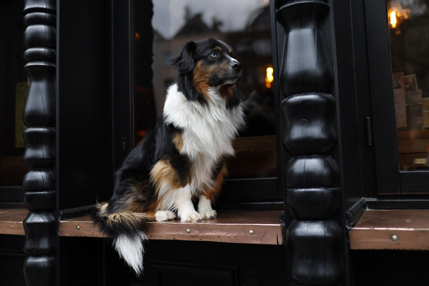 Paulchens-Hundeschule / Hunde-und Tierfotografie - Hundetraining und Fotografie - Hund im verschneiten Wald