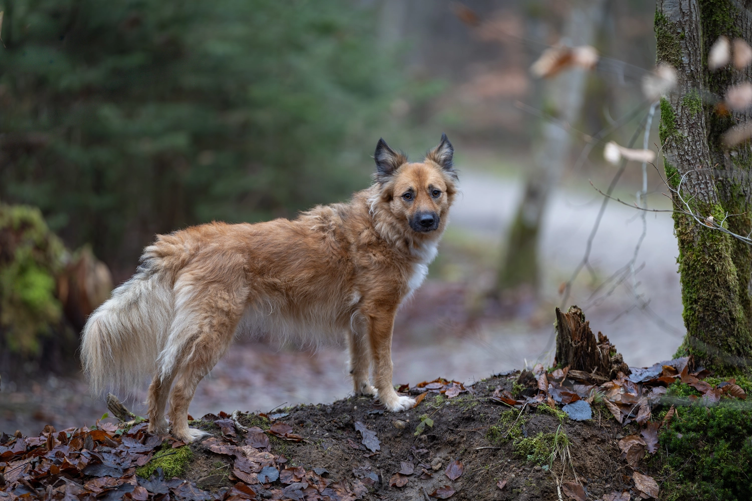 Paulchens-Hundeschule / Hunde-und Tierfotografie - Hundetraining und Fotografie - Hund im verschneiten Wald