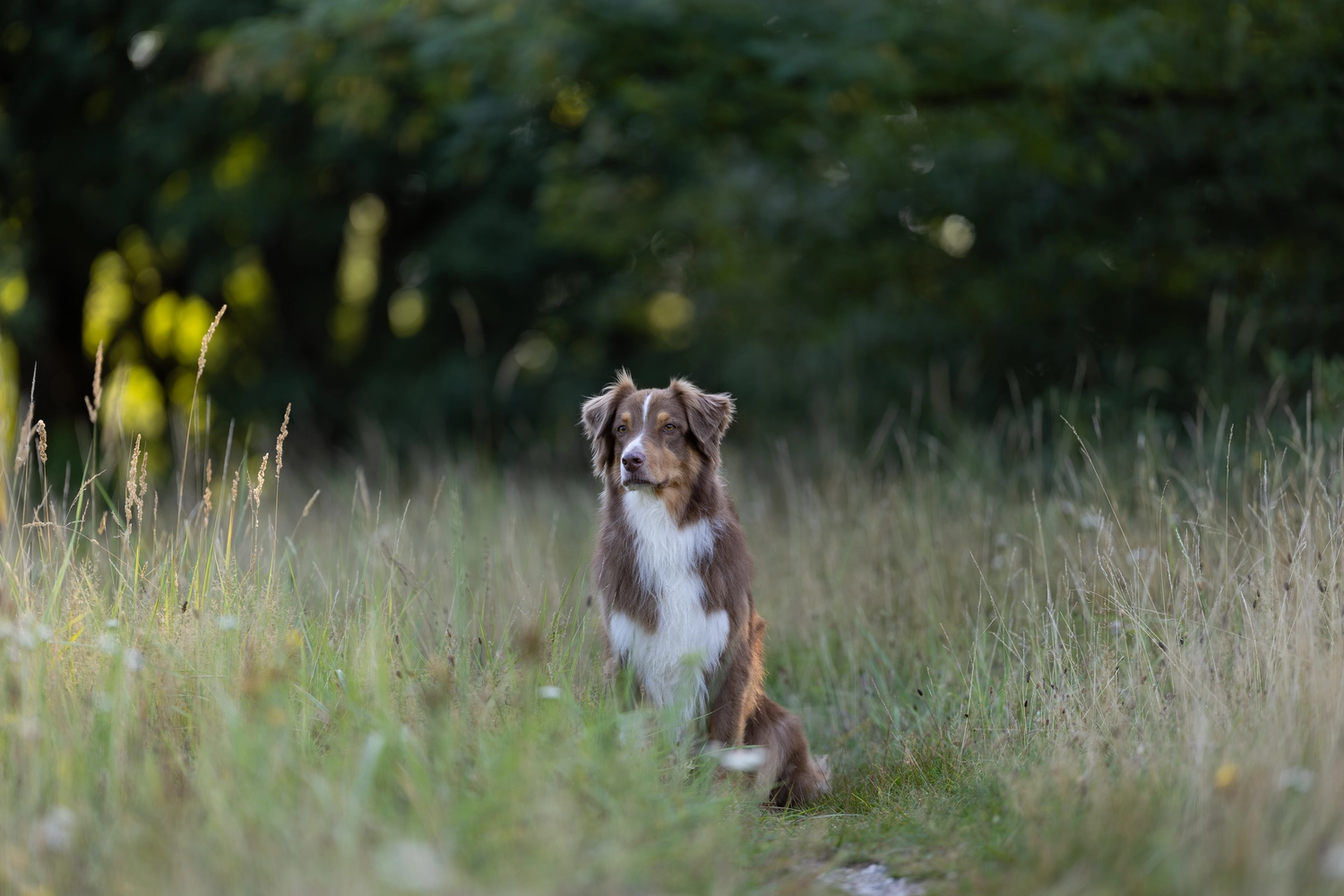 Paulchens-Hundeschule / Hunde-und Tierfotografie - Hundetraining und Fotografie - Hund im verschneiten Wald