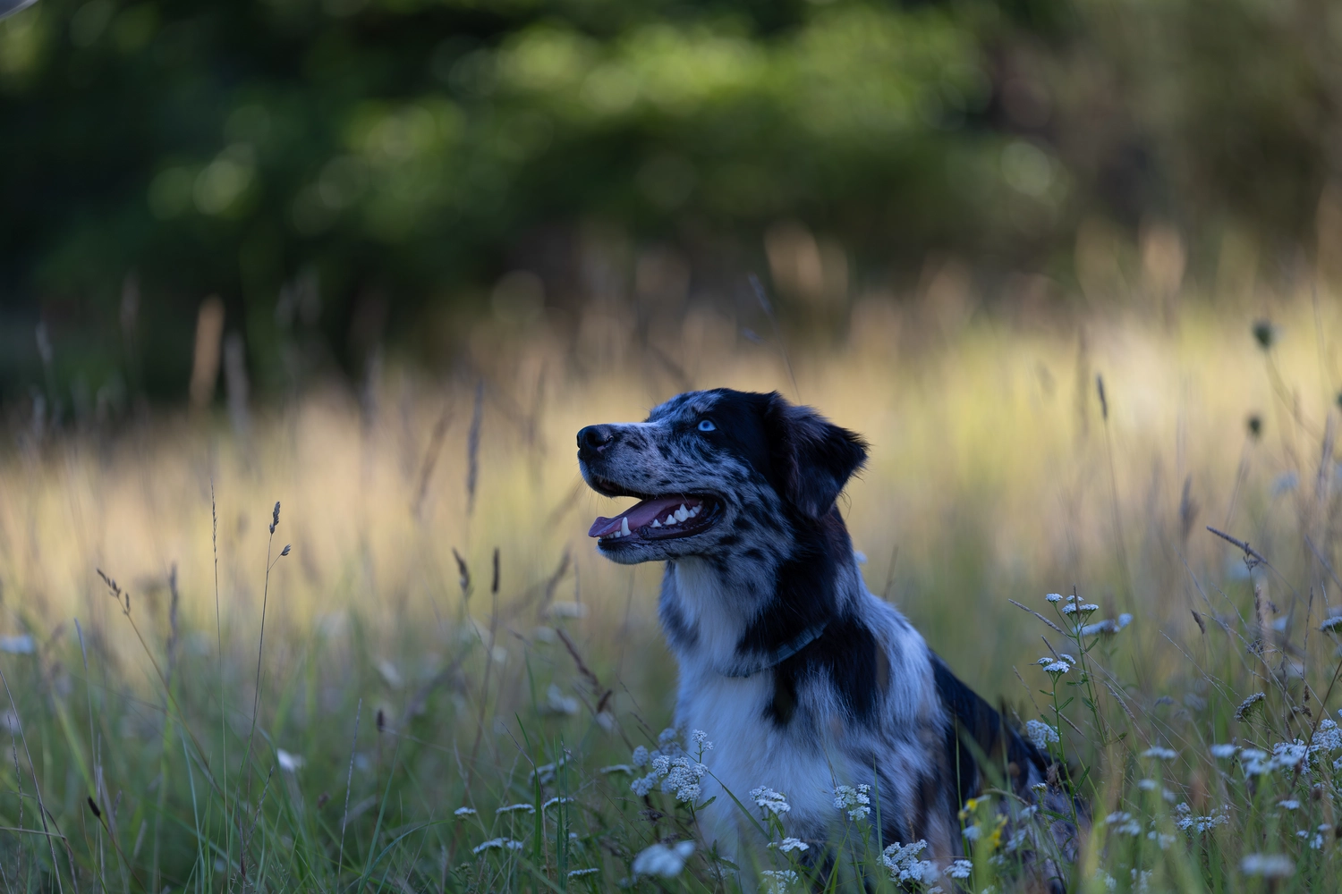 Paulchens-Hundeschule / Hunde-und Tierfotografie - Hundetraining und Fotografie - Hund im verschneiten Wald