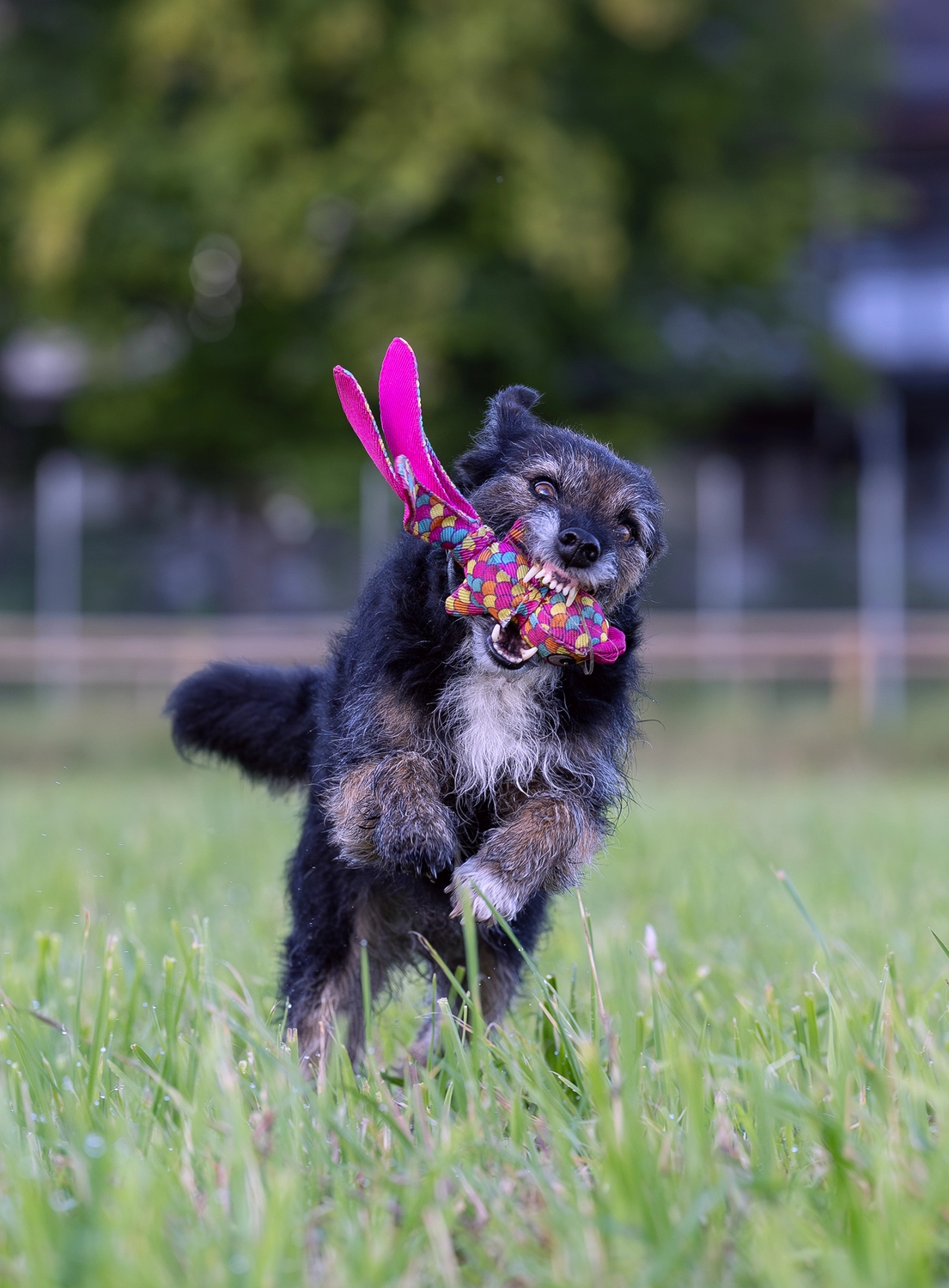 Paulchens-Hundeschule / Hunde-und Tierfotografie - Hundetraining und Fotografie - Hund im verschneiten Wald