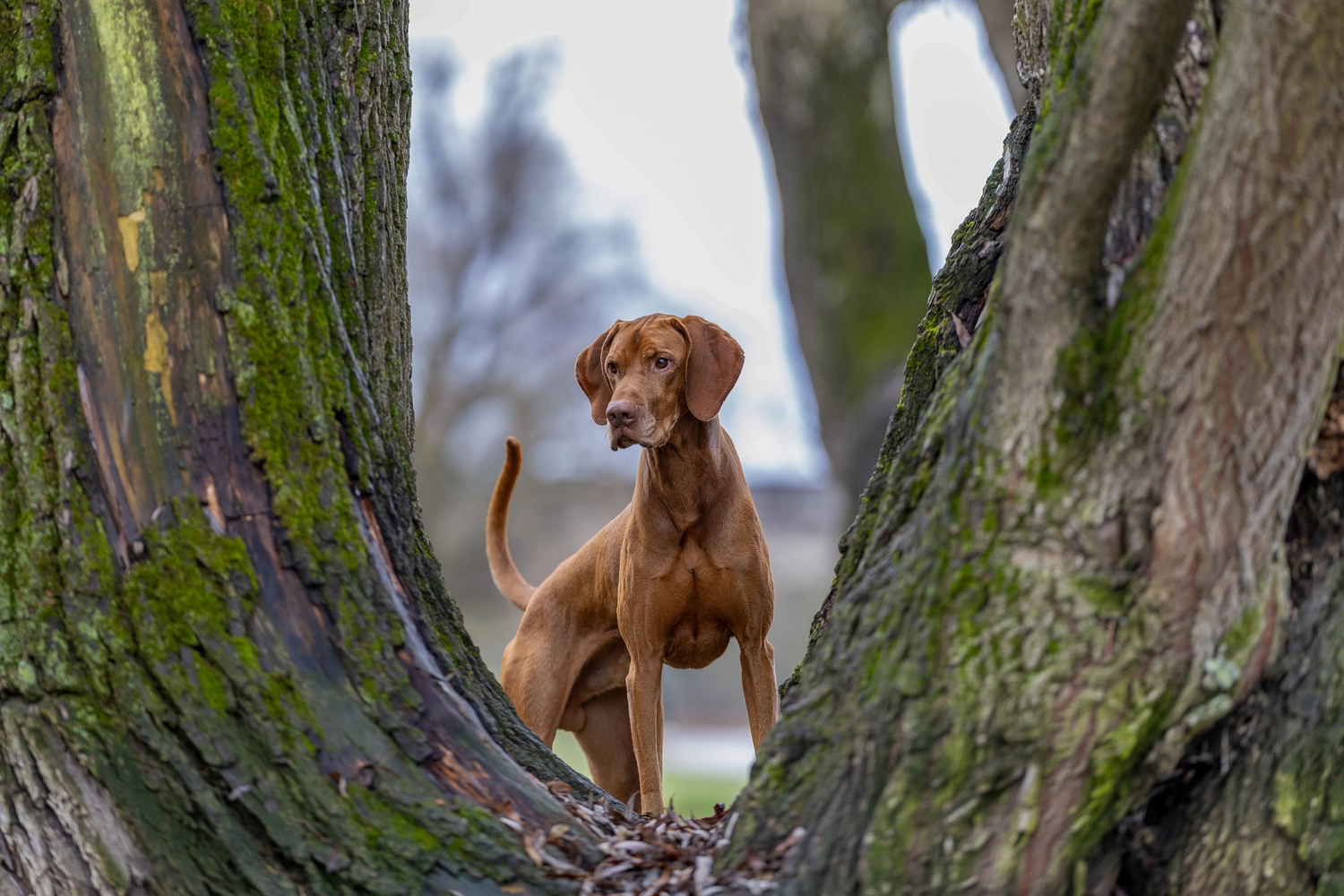 Paulchens-Hundeschule / Hunde-und Tierfotografie - Hundetraining und Fotografie - Hund im verschneiten Wald