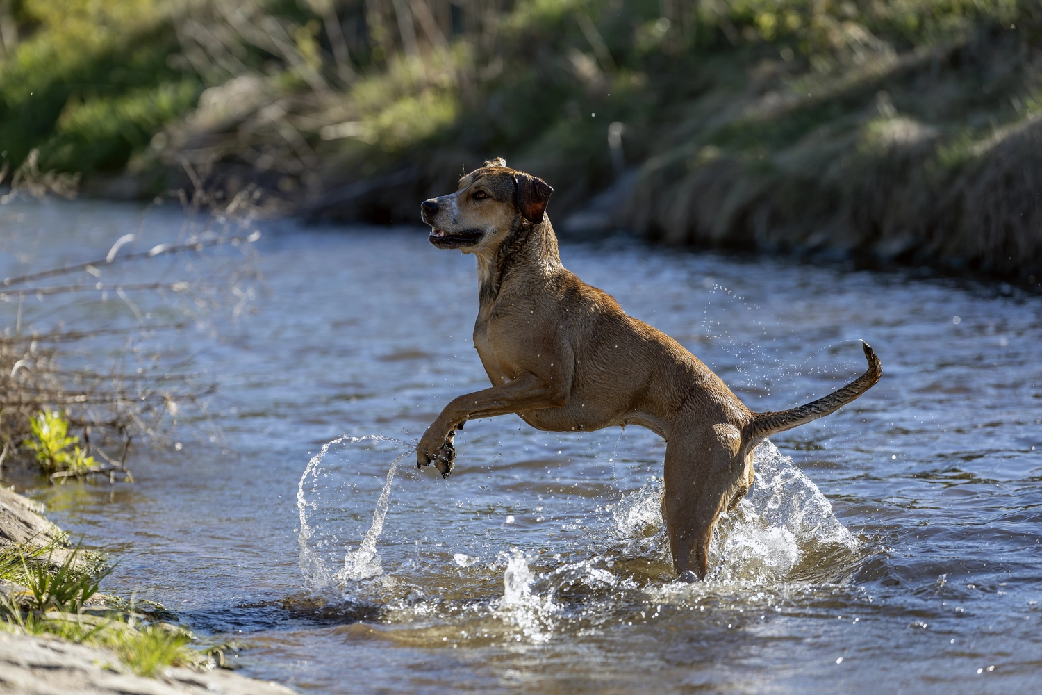 Paulchens-Hundeschule / Hunde-und Tierfotografie - Hundetraining und Fotografie - Hund im verschneiten Wald