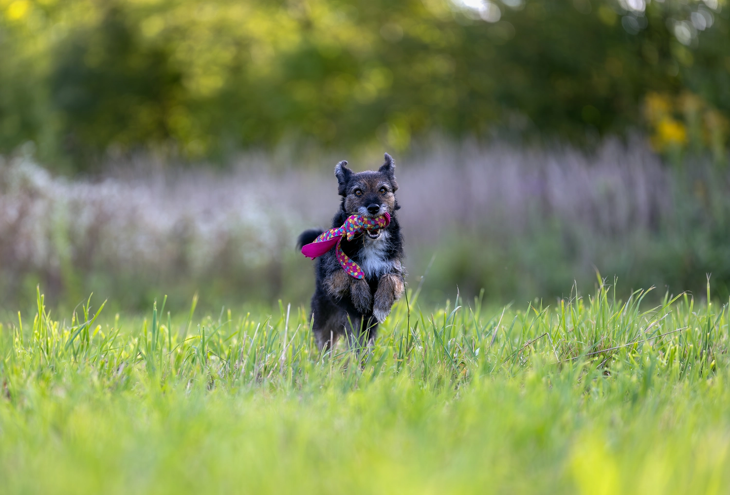 Paulchens-Hundeschule / Hunde-und Tierfotografie - Hundetraining und Fotografie - Hund im verschneiten Wald