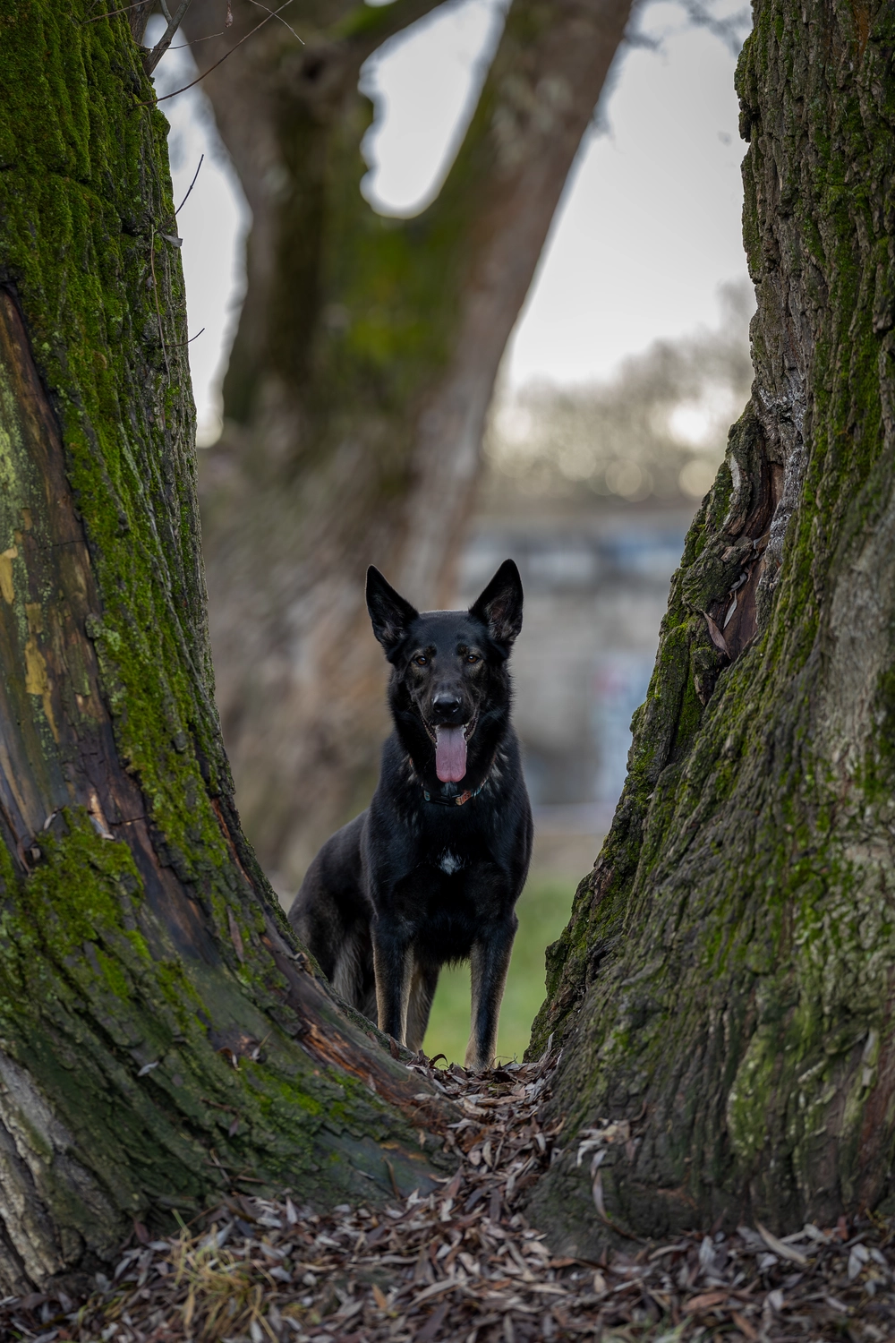 Paulchens-Hundeschule / Hunde-und Tierfotografie - Hundetraining und Fotografie - Hund im verschneiten Wald