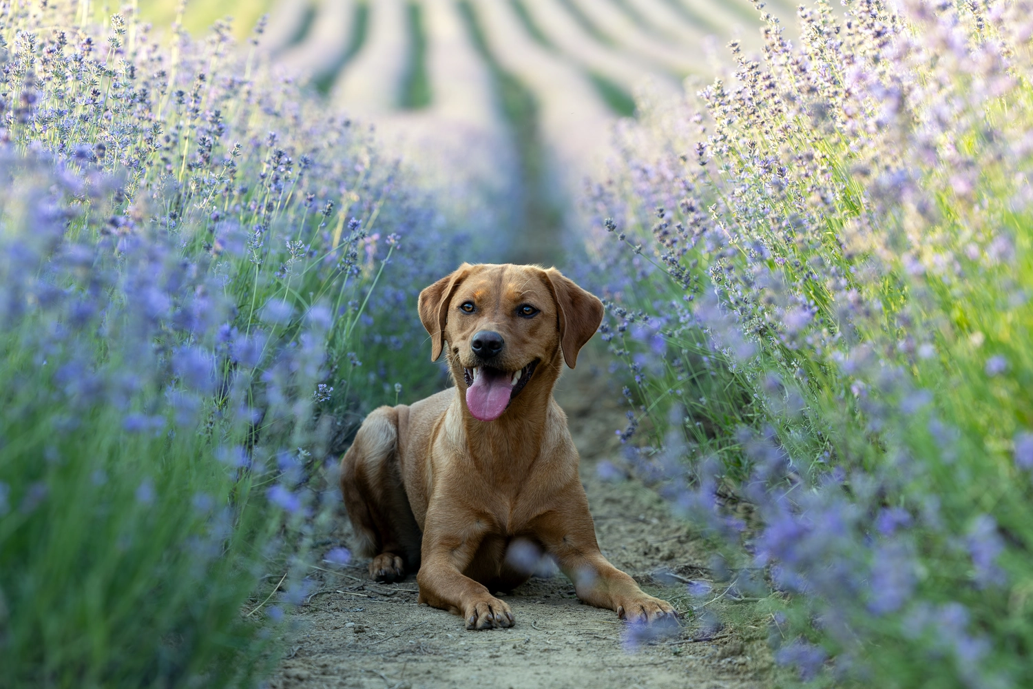Paulchens-Hundeschule / Hunde-und Tierfotografie - Hundetraining und Fotografie - Hund im verschneiten Wald