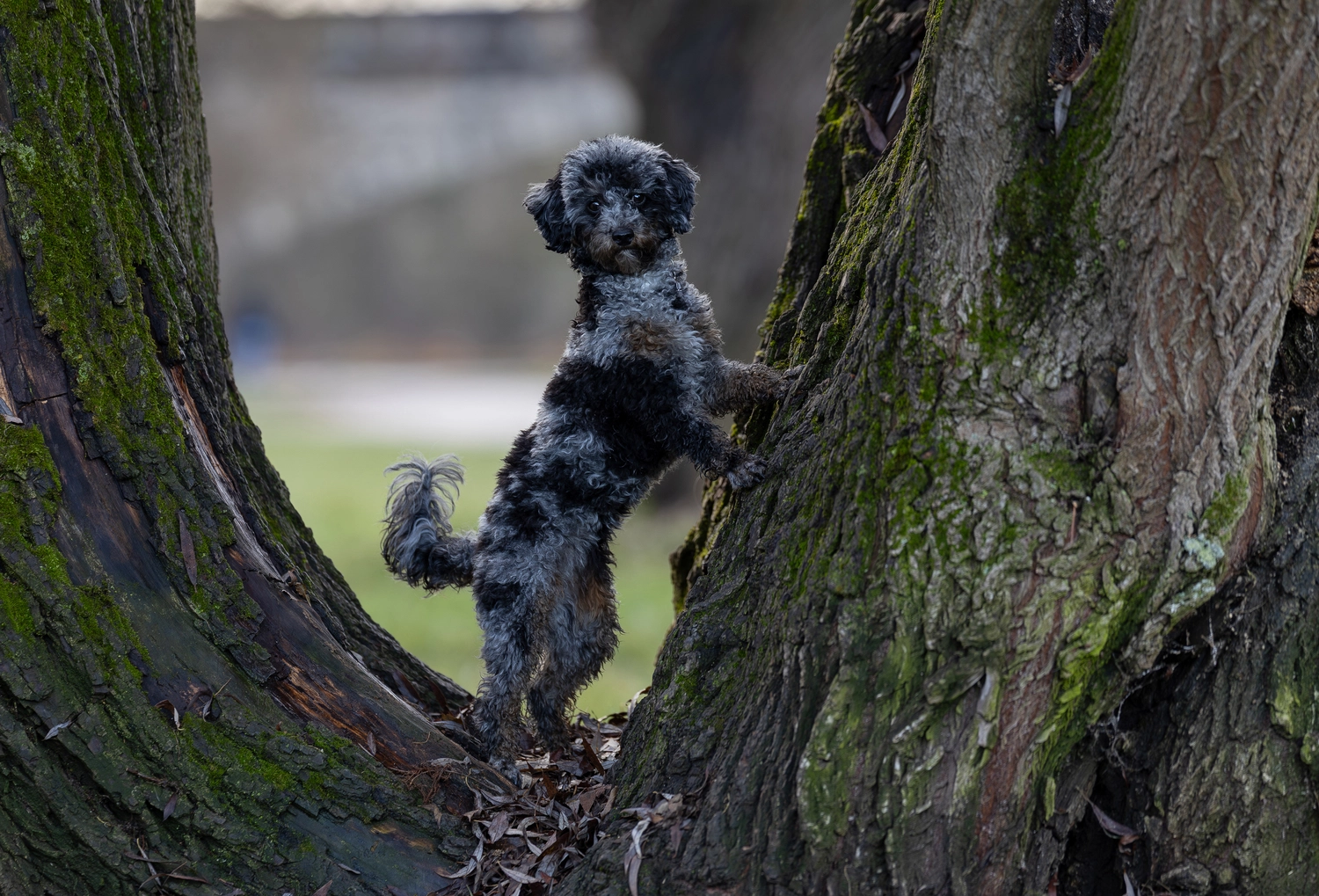 Paulchens-Hundeschule / Hunde-und Tierfotografie - Hundetraining und Fotografie - Hund im verschneiten Wald